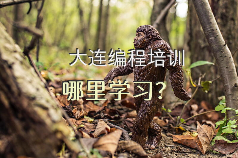 大连编程培训哪里学习？