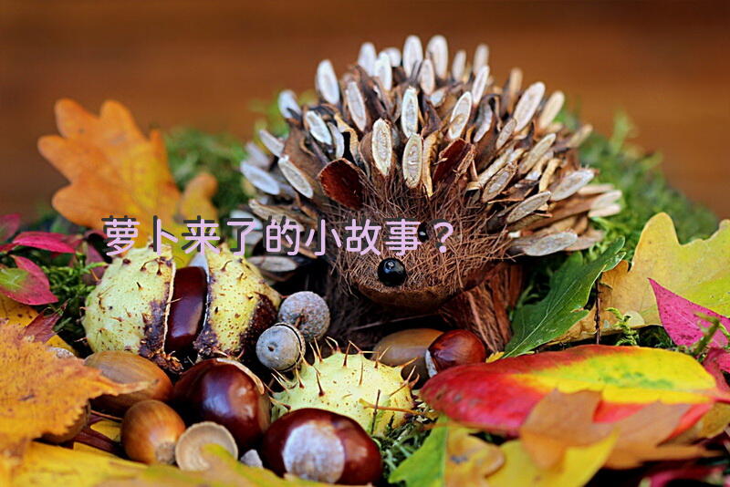 萝卜来了的小故事？