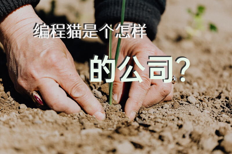 编程猫，是个怎样的公司？