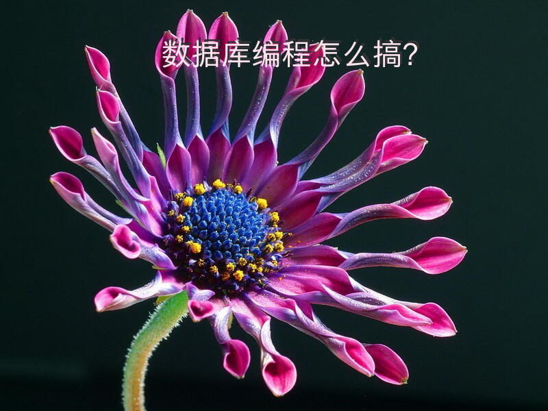 数据库编程怎么搞？