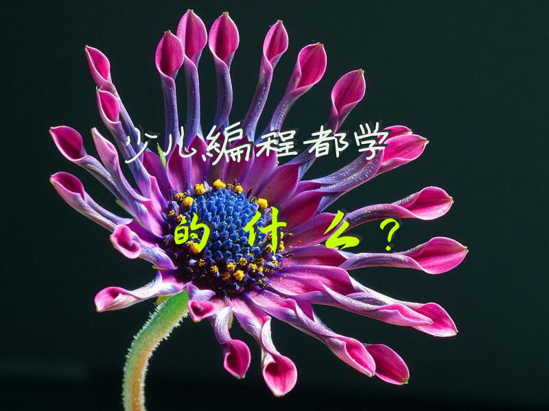 少儿编程都学的什么？