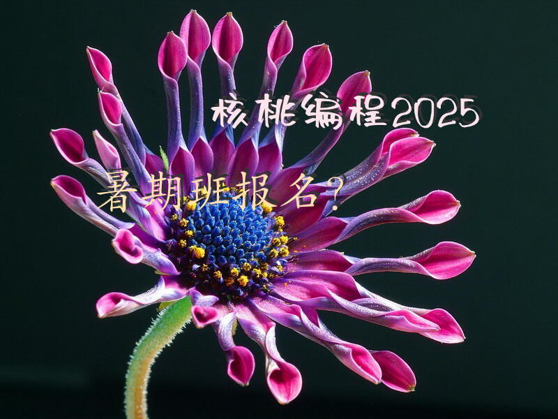 核桃编程2025暑期班报名？